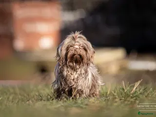 Bolonka Zwetna honden Bolonka Zwetna Reu Puppy - Advertentie 5