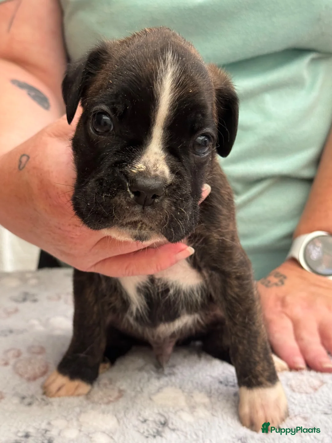 Boxer honden te koop: Mooie boxer pups in Baarle-Nassau - Advertentie 19