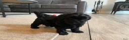 Shihpoo honden te koop: Prachtige shihpoo pups 1 reutje en 4 teefjes - Advertentie 15