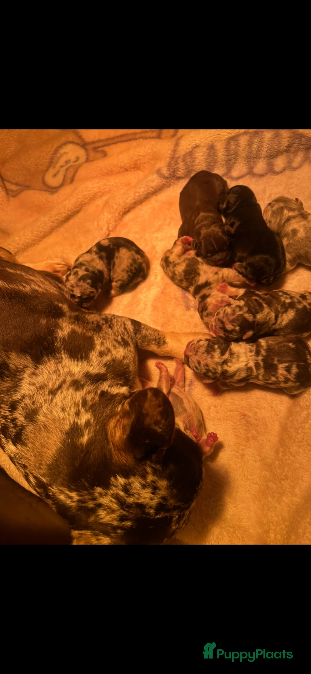 Franse Bulldog honden te koop: Franse bulldog pups  - Advertentie 2