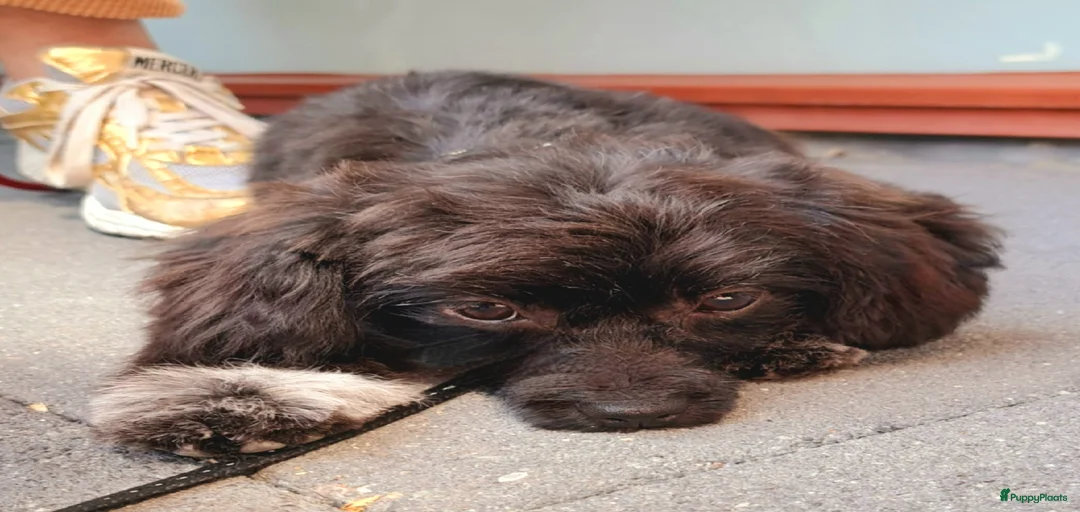 Galerij afbeelding {{count}}