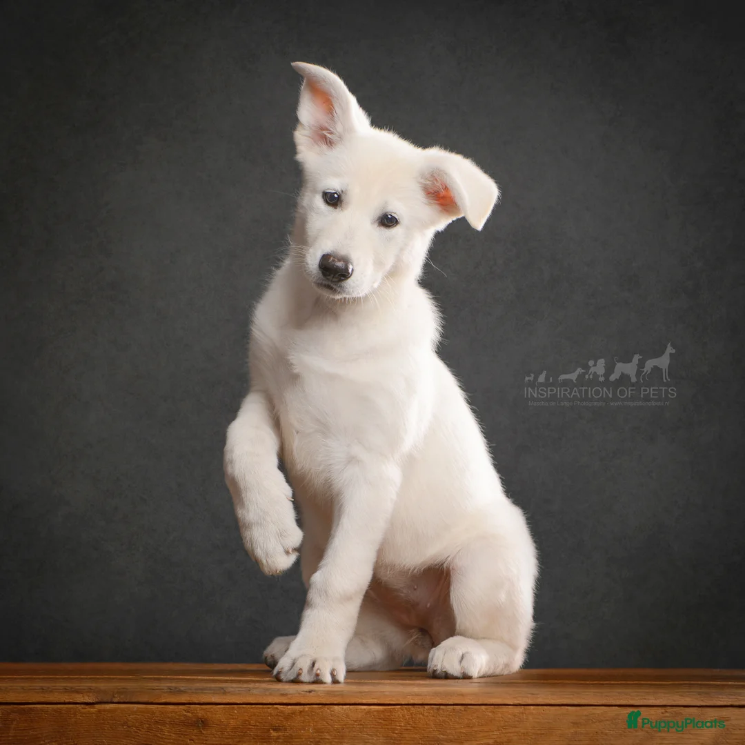 Zwitserse Witte Herdershond honden te koop: Zwitserse Witte Herder pups verwacht in februari - Advertentie 5