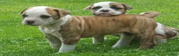 Amerikaanse Bulldog honden te koop: Mooie en gezonde Amerikaanse bulldog pups - Advertentie 5