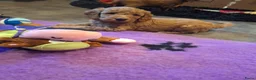 Kruising honden te koop: Prachtige mini/medium Australian labradoodle pups - Advertentie 6