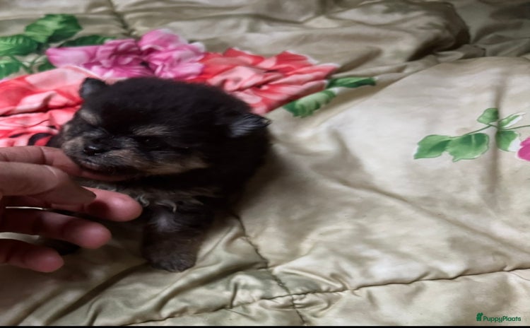 Pomeriaan honden - Advertentie 2