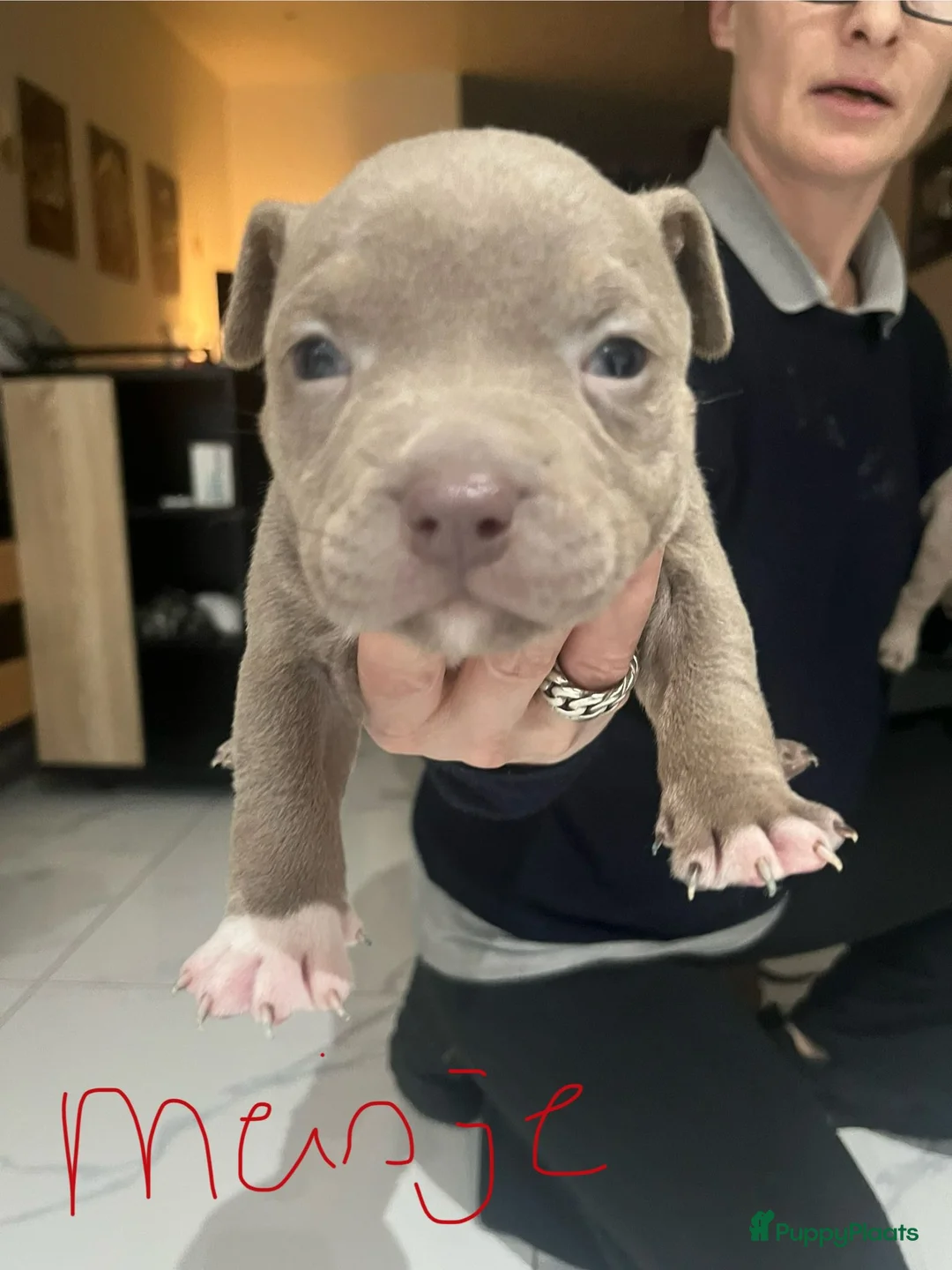 Amerikaanse Bully honden te koop: American Bully pup  - Advertentie 6