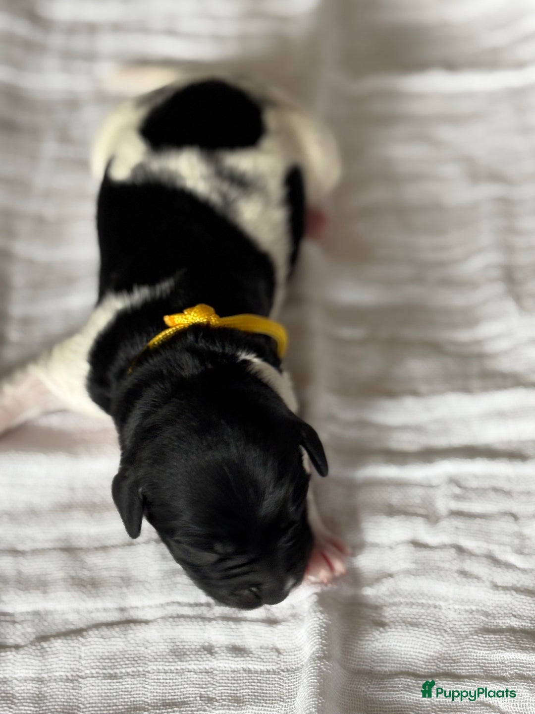 Friese Stabij honden te koop: Puppies Friese Stabij - Advertentie 4