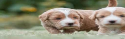 Kruising honden te koop:  Prachtige rood/apricot Medium Doodle pups  - Advertentie 11