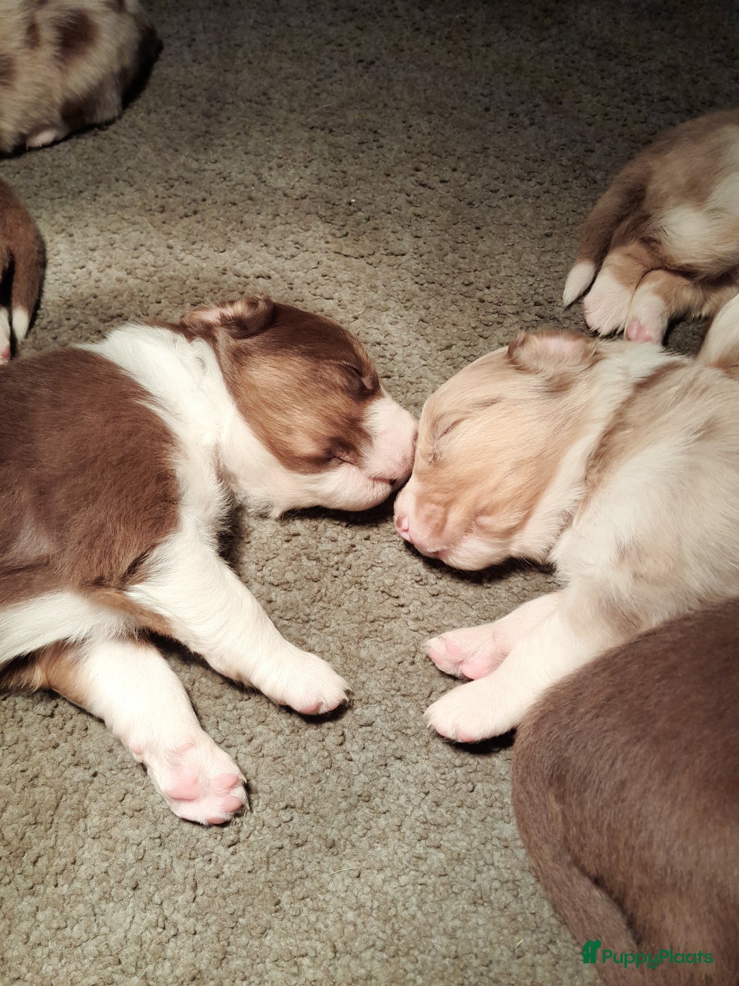 Australian Shepherd honden te koop: Lieve raszuivere australian shepherd pups  - Advertentie 4