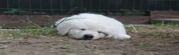 Kuvasz honden te koop: **Bijzondere Kuvasz pups uit een droomcombinatie** - Advertentie 32