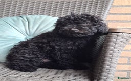 Poedel Toy honden te koop: Toy pups  - Afbeelding 3