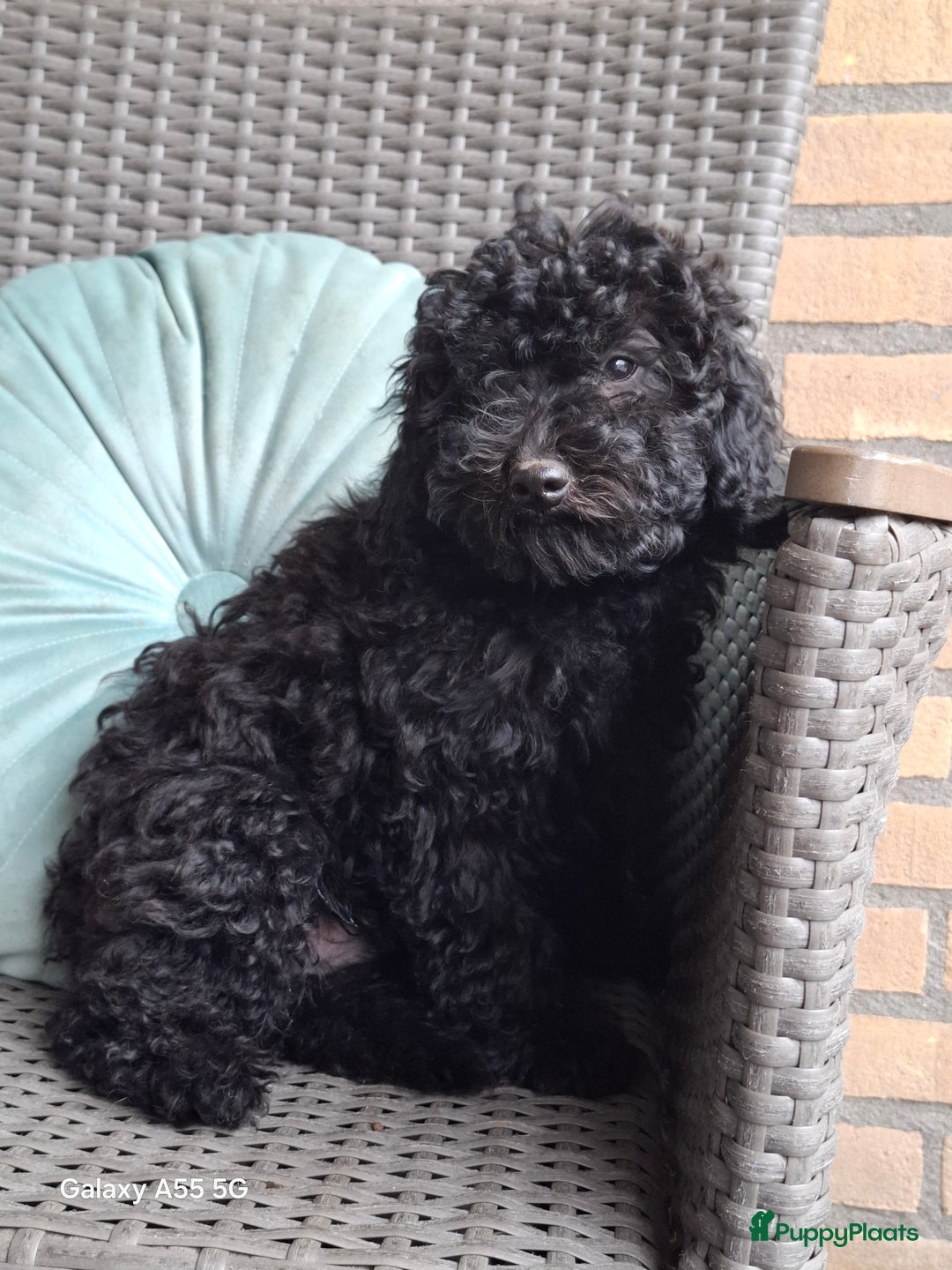 Poedel Toy honden te koop: Toy pups  - Afbeelding 3