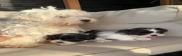 Kruising honden te koop: Prachtige boomer pups  - Advertentie 8