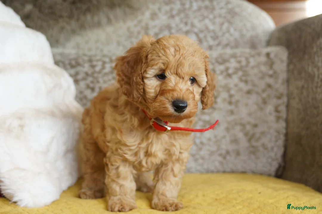 Maltipoo honden te koop: maltipoo pup beide ouders aanwezig en getest - Advertentie 6