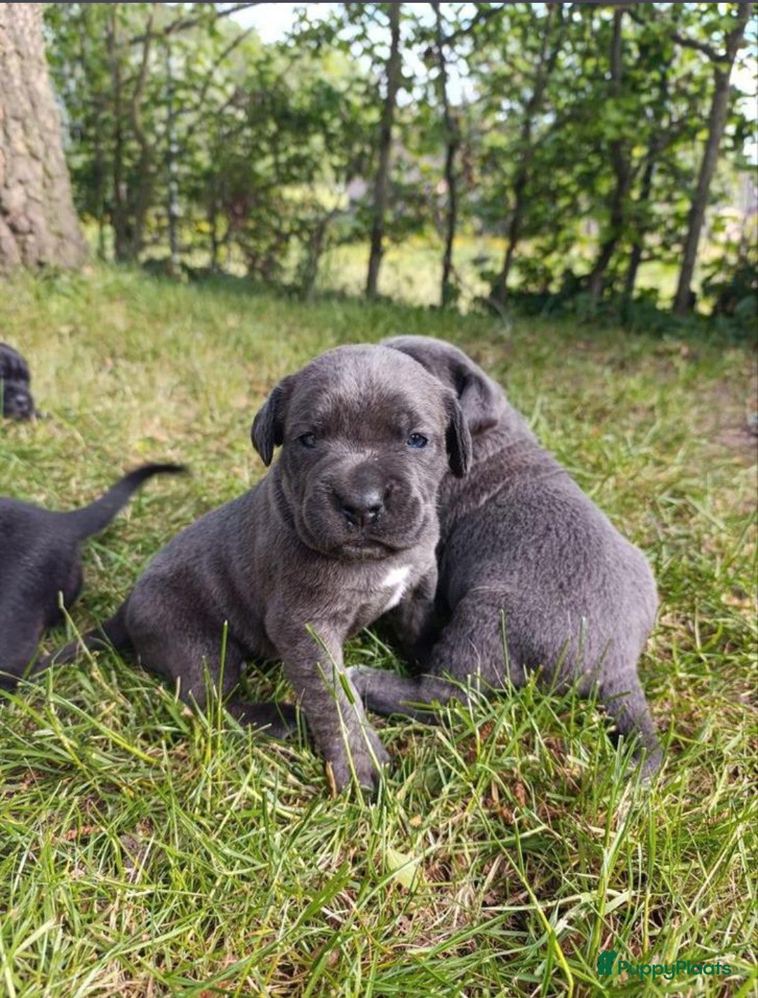 Cane Corso honden te koop: Cane corso pups in Welsum - Afbeelding 1