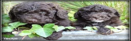 Labradoodle honden te koop: Labradoodle mini +/- 40 cm chocolade bruin - Advertentie 16