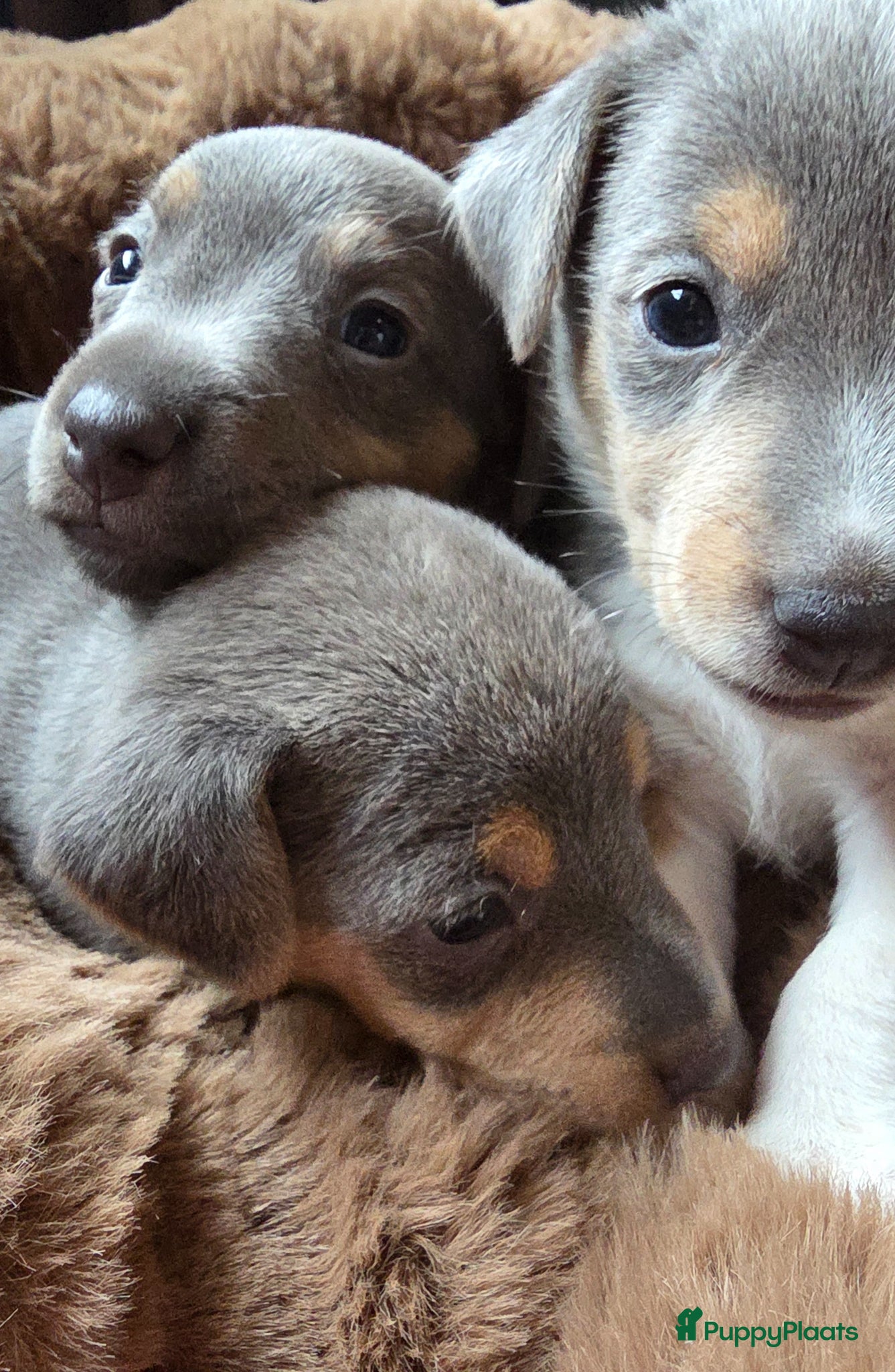 Jack Russel Terriër honden Prachtig nestje Jack Russell pups - Advertentie 2