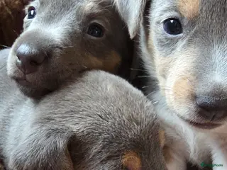 Jack Russel Terriër honden Prachtig nestje Jack Russell pups - Advertentie 2