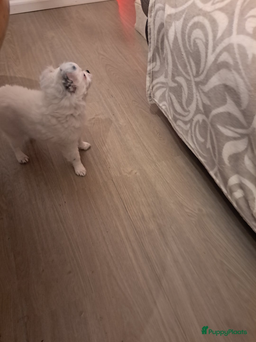 Chihuahua honden te koop: Mooi reutje beschikbaar - Advertentie 3