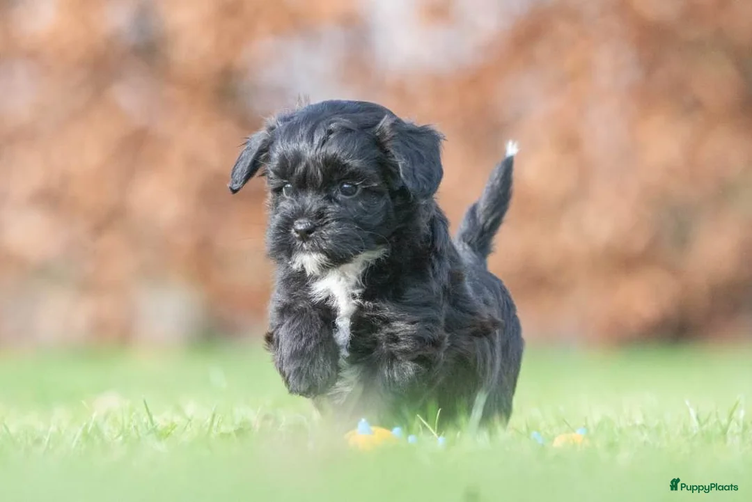 Shihpoo honden te koop: mooie kleinblijvende shihpoo doodle mini  - Advertentie 23