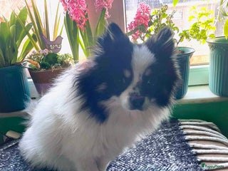 Pomeriaan honden Pomeriaan dekreu klaar voor de date in Terneuzen - Advertentie 1