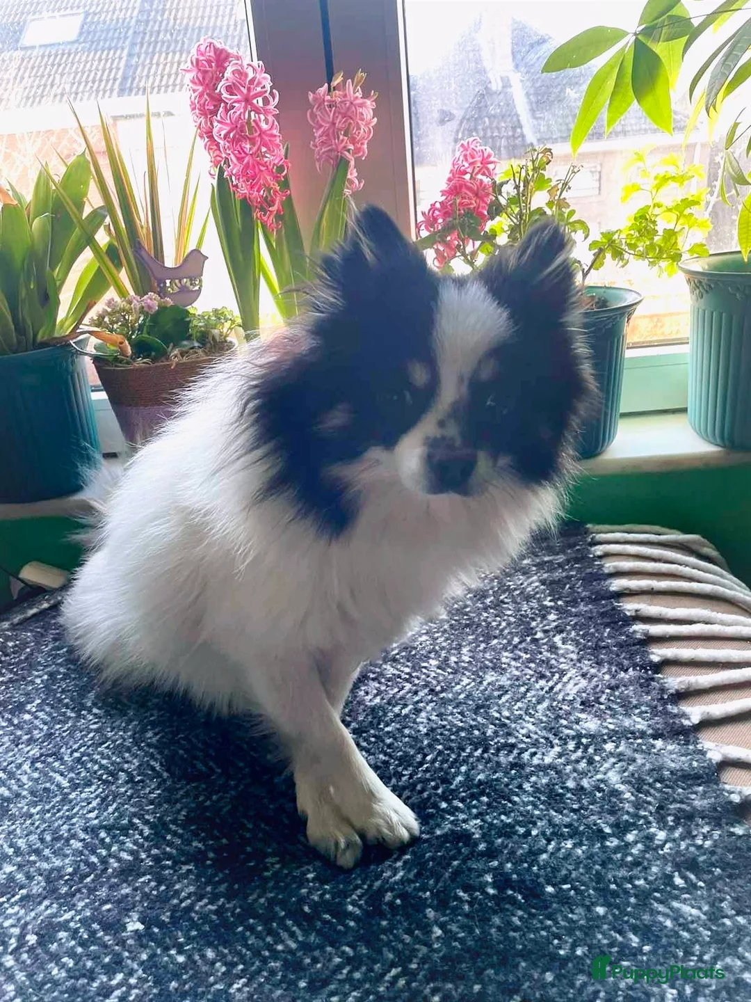 Pomeriaan honden ter dekking: Pomeriaan dekreu klaar voor de date in Terneuzen - Advertentie 1