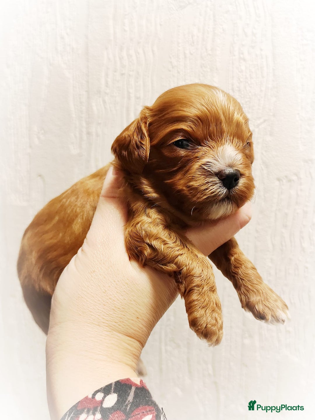 Cavapoo honden te koop: Prachtige cavapoo pups - Advertentie 2