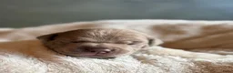 Kruising honden te koop: Prachtig nest bully xl en amerikaanse stafford in Heerhugowaard - Advertentie 3