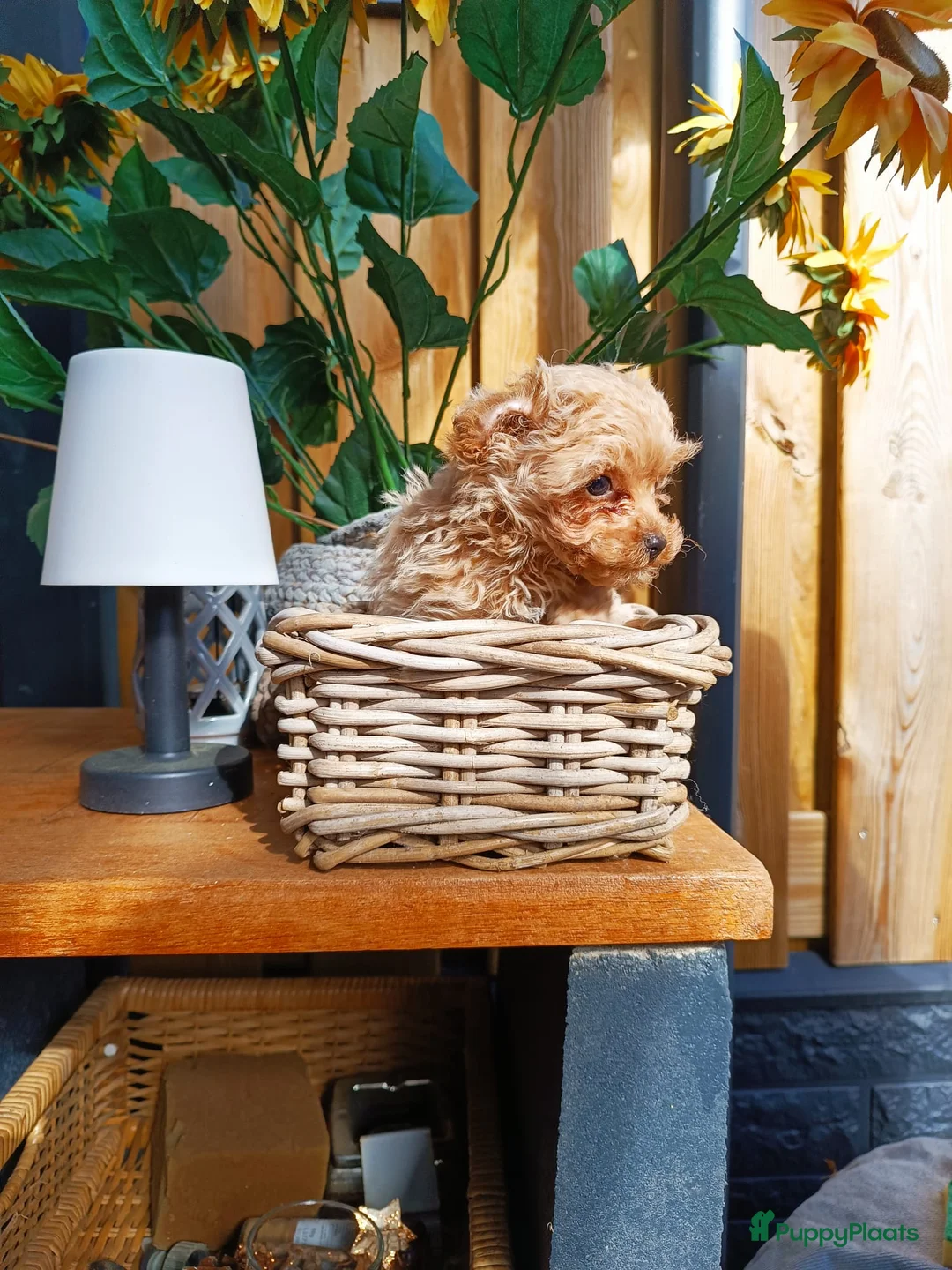 Poedel Toy honden te koop: Toypoedel pup - Advertentie 2