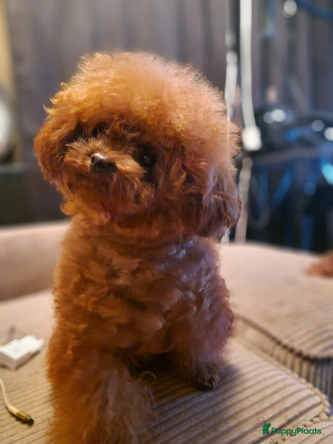 Kruising honden te koop: Pompoo puppy s - Advertentie 8