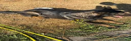 Mechelse Herder honden te koop: Mechelse Herders.Reu en Teef .. 3 jaar - Advertentie 6