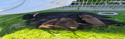 Labrador Retriever honden te koop: Labrador pups - Advertentie 5