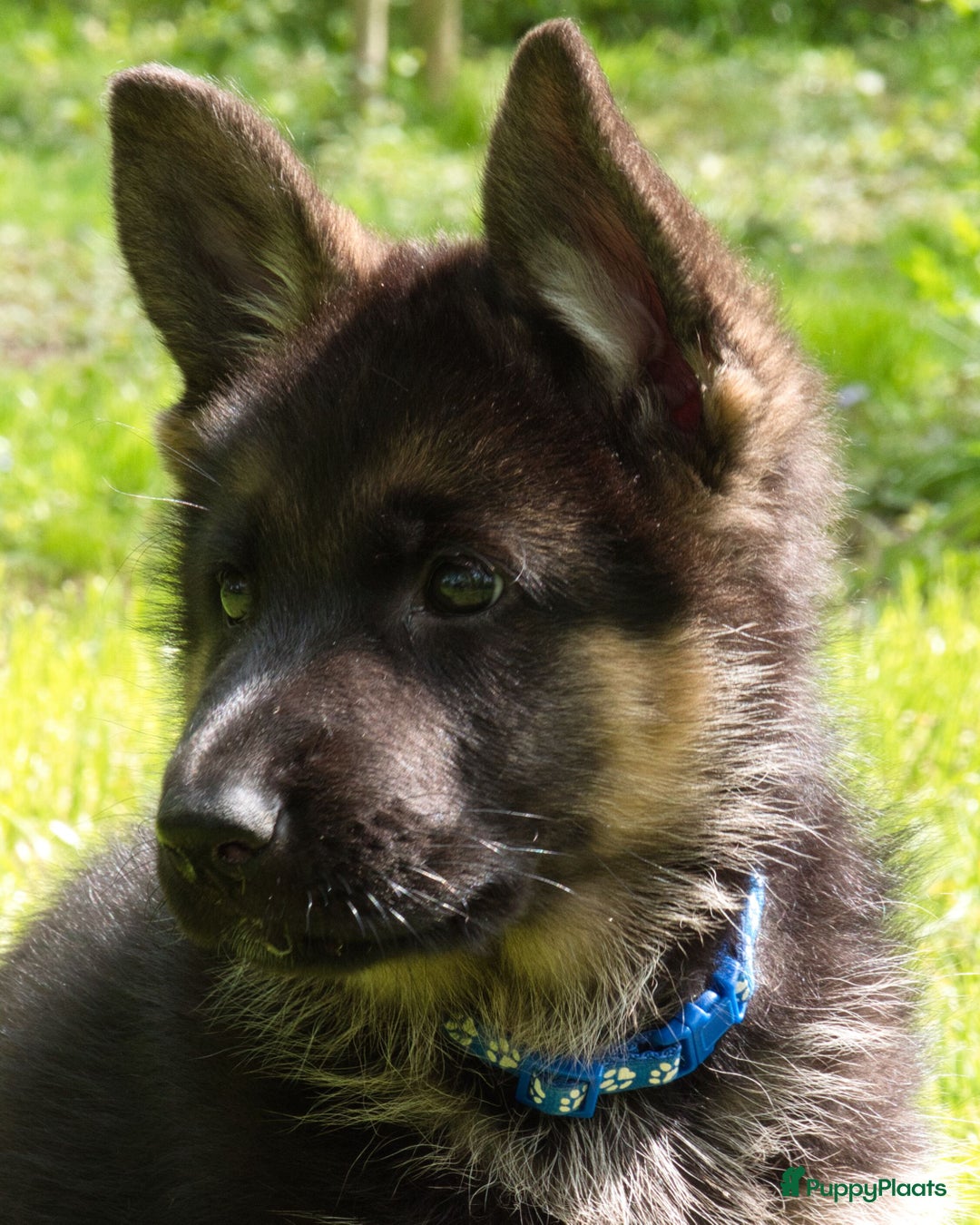 Galerij afbeelding {{count}}