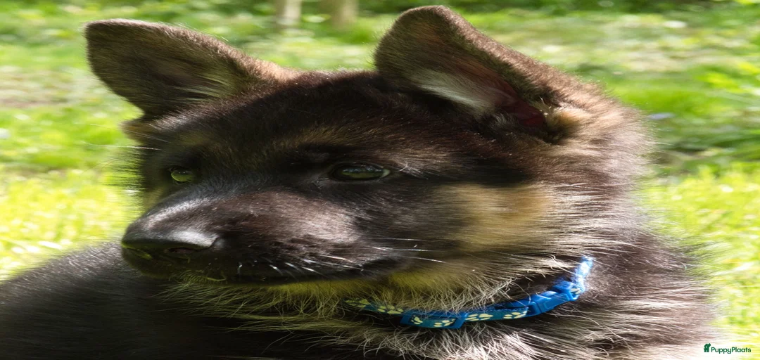 Galerij afbeelding {{count}}