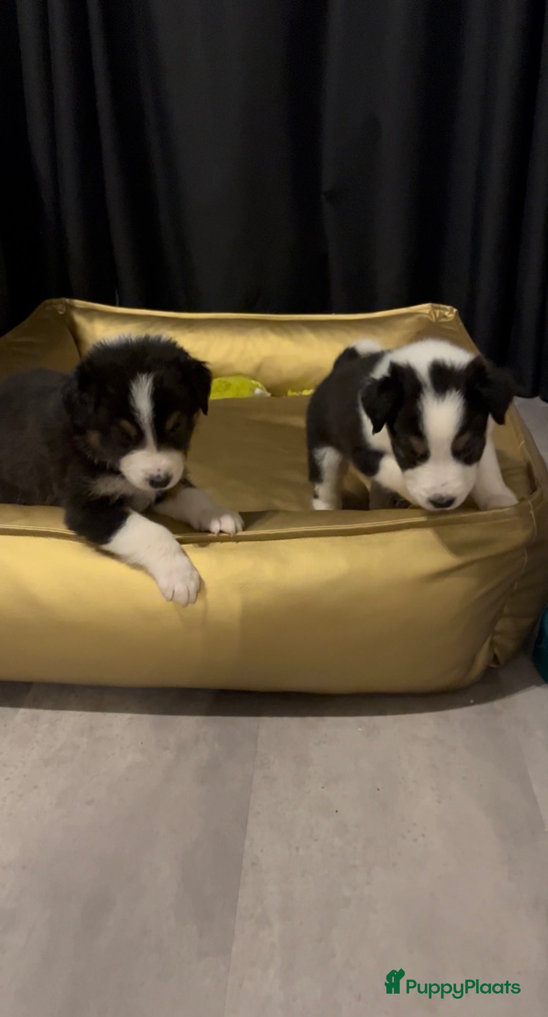 Australian Shepherd honden te koop: Raszuivere Australian Shepherd pups - Advertentie 1
