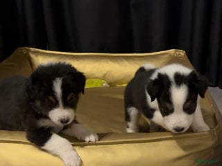 Australian Shepherd honden Raszuivere Australian Shepherd pups - Advertentie 10