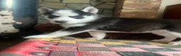 Siberische Husky honden te koop: Lieve husky pups zoeken een gouden mandje - Advertentie 5