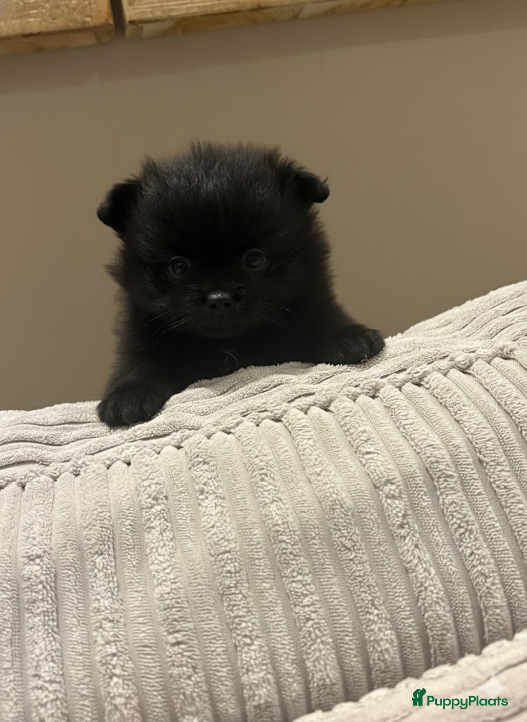 Pomeriaan honden te koop: Pomeriaan pups  - Advertentie 7