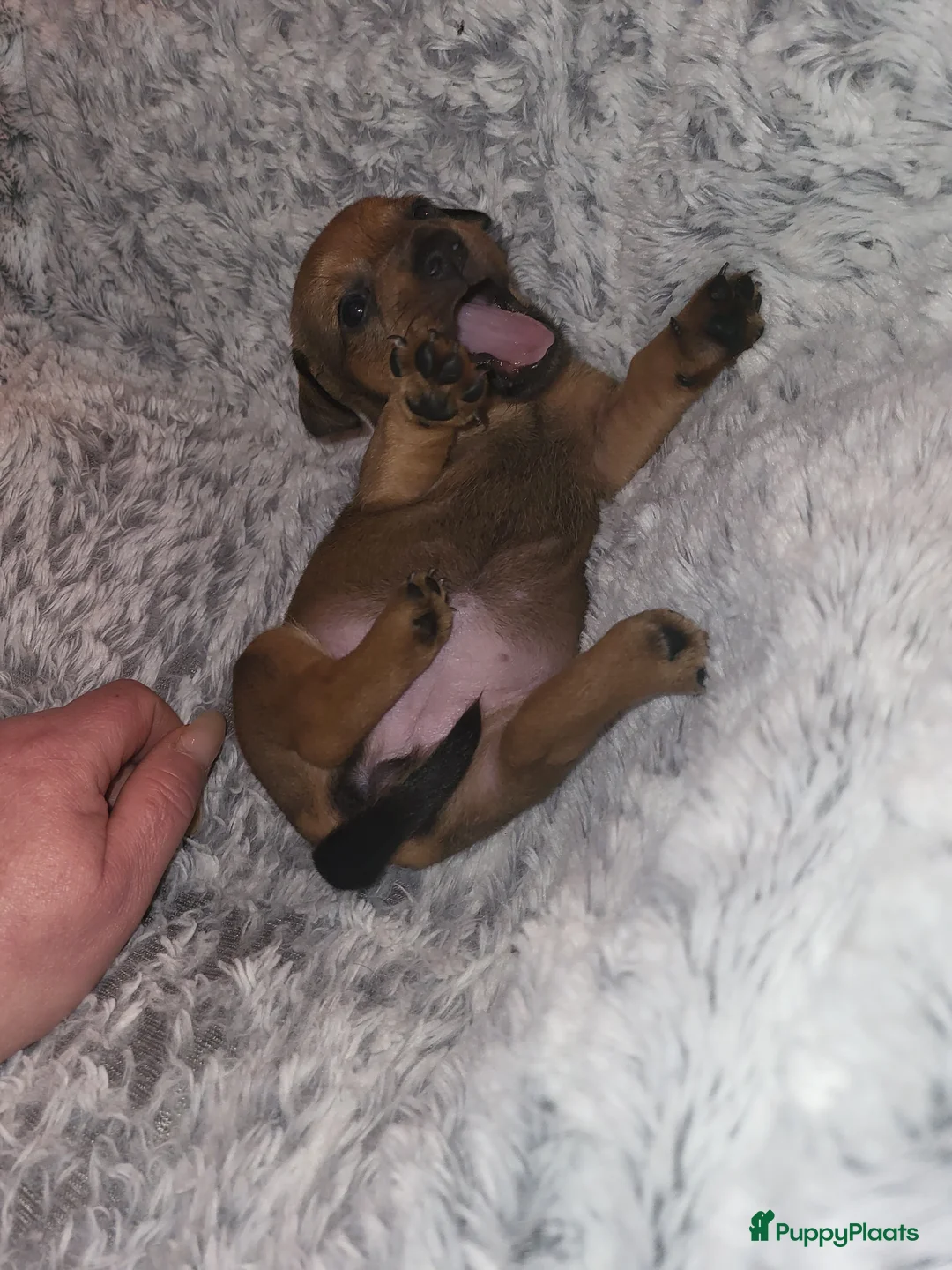 Jack Russel Terriër honden te koop: merle pups - Advertentie 5