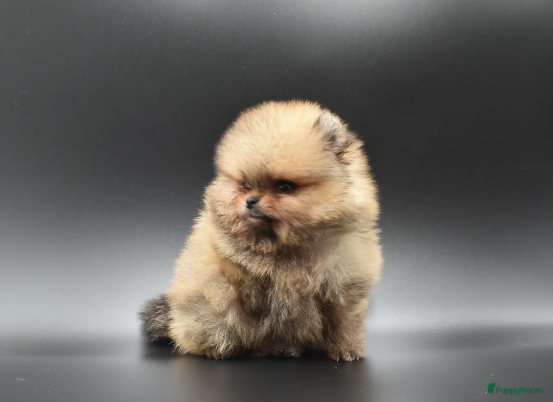 Galerij afbeelding {{count}}