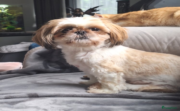 Shih Tzu honden - Advertentie 1