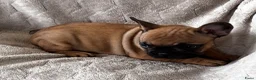 Franse Bulldog honden te koop: Franse Bulldog pups - Advertentie 6