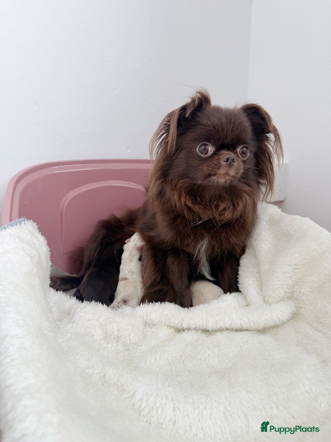 Chihuahua honden te koop: Chihuahuas pups - Advertentie 4