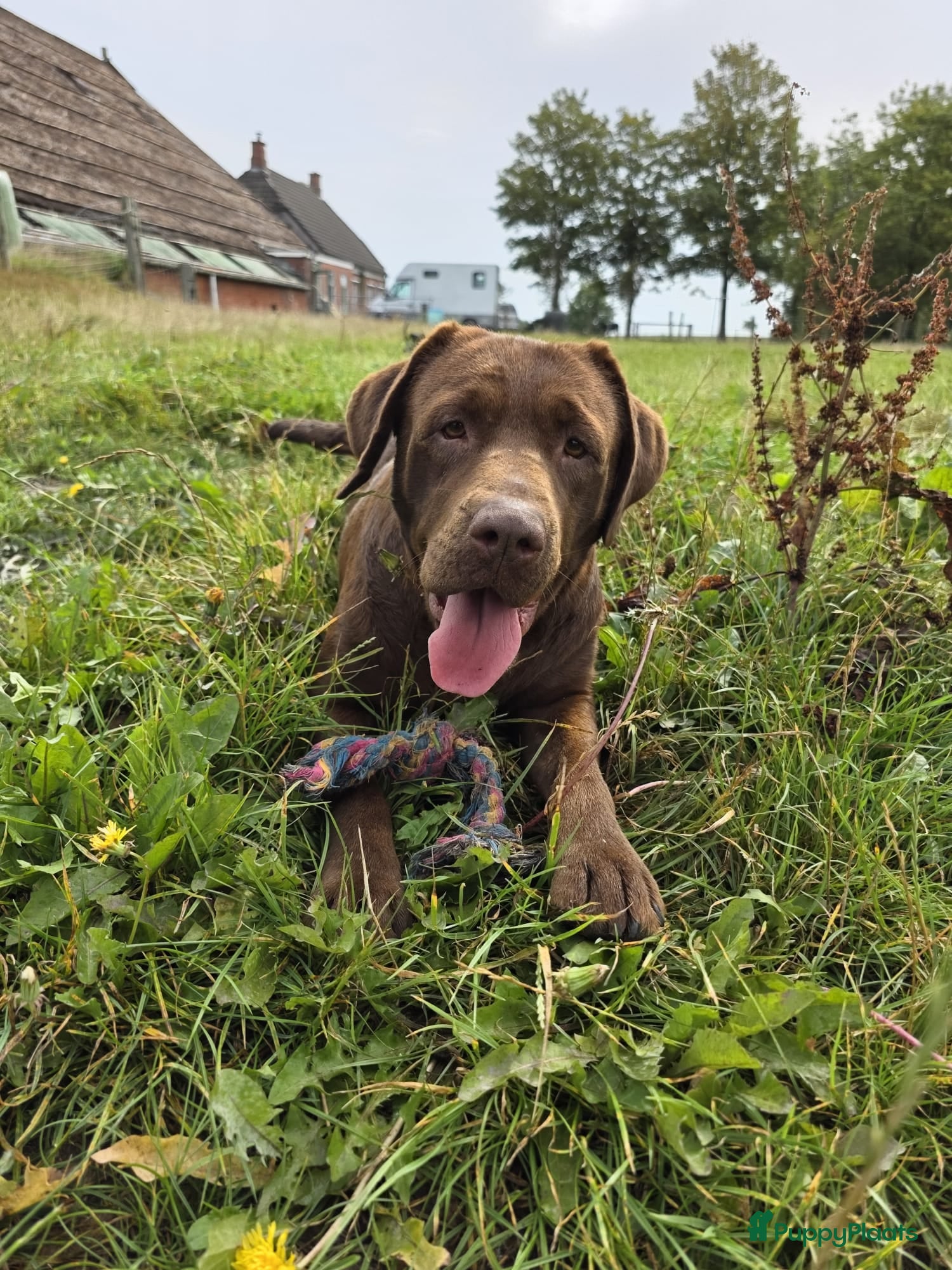 Labradoodle honden F1 Bluemerle teefje en reutje zoeken gouden mandje - Advertentie 2