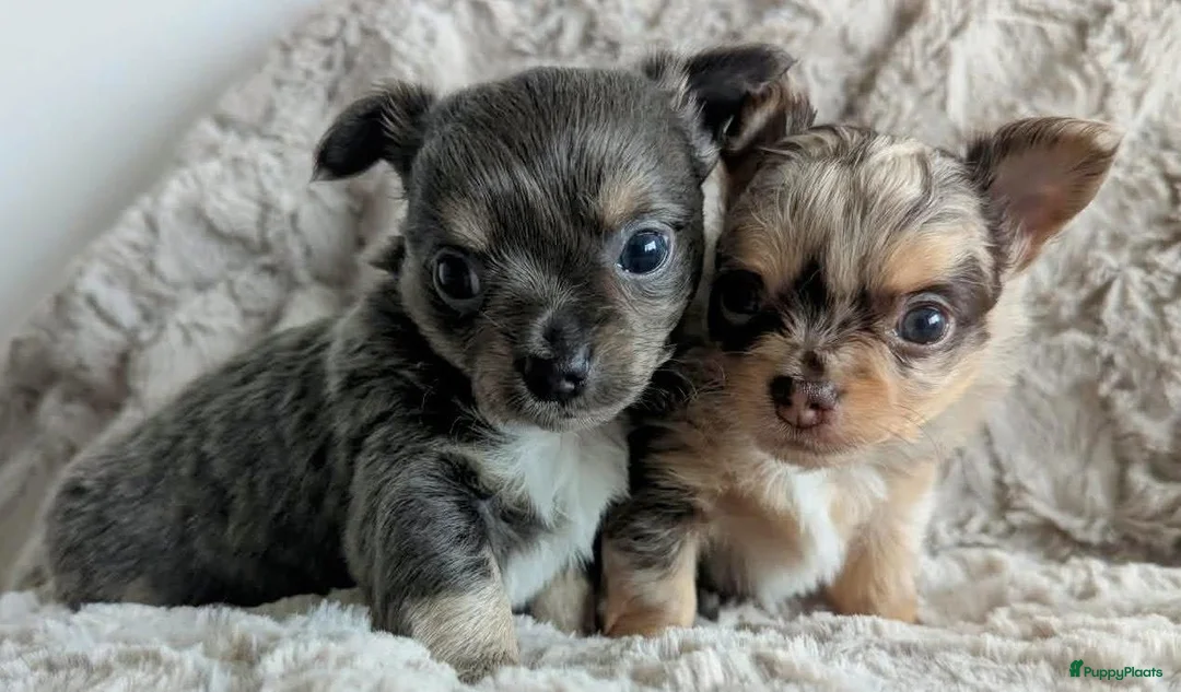 Chihuahua honden te koop: Twee prachtige Chihuahua pups in Schoonhoven - Advertentie 7