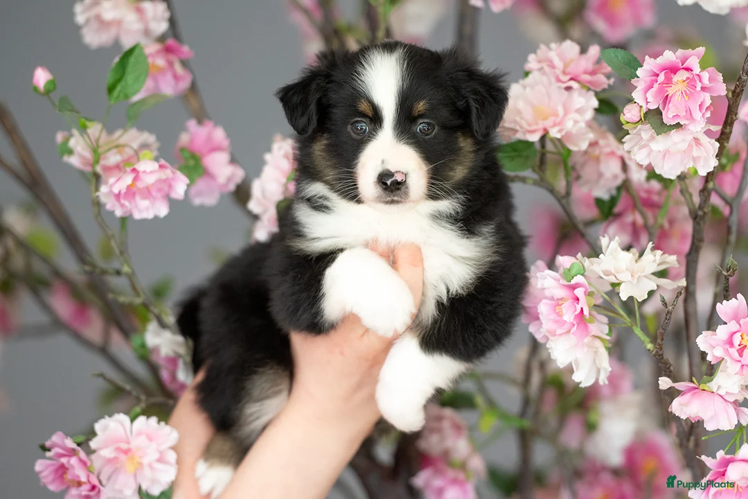 Australian Shepherd honden te koop: Mini Australische herder pups - Advertentie 1