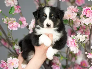 Australian Shepherd honden Mini Australische herder pups - Advertentie 1