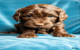 Kruising honden te koop: nestje kruising Waterhond, labradoedel look-a-like - Afbeelding 5