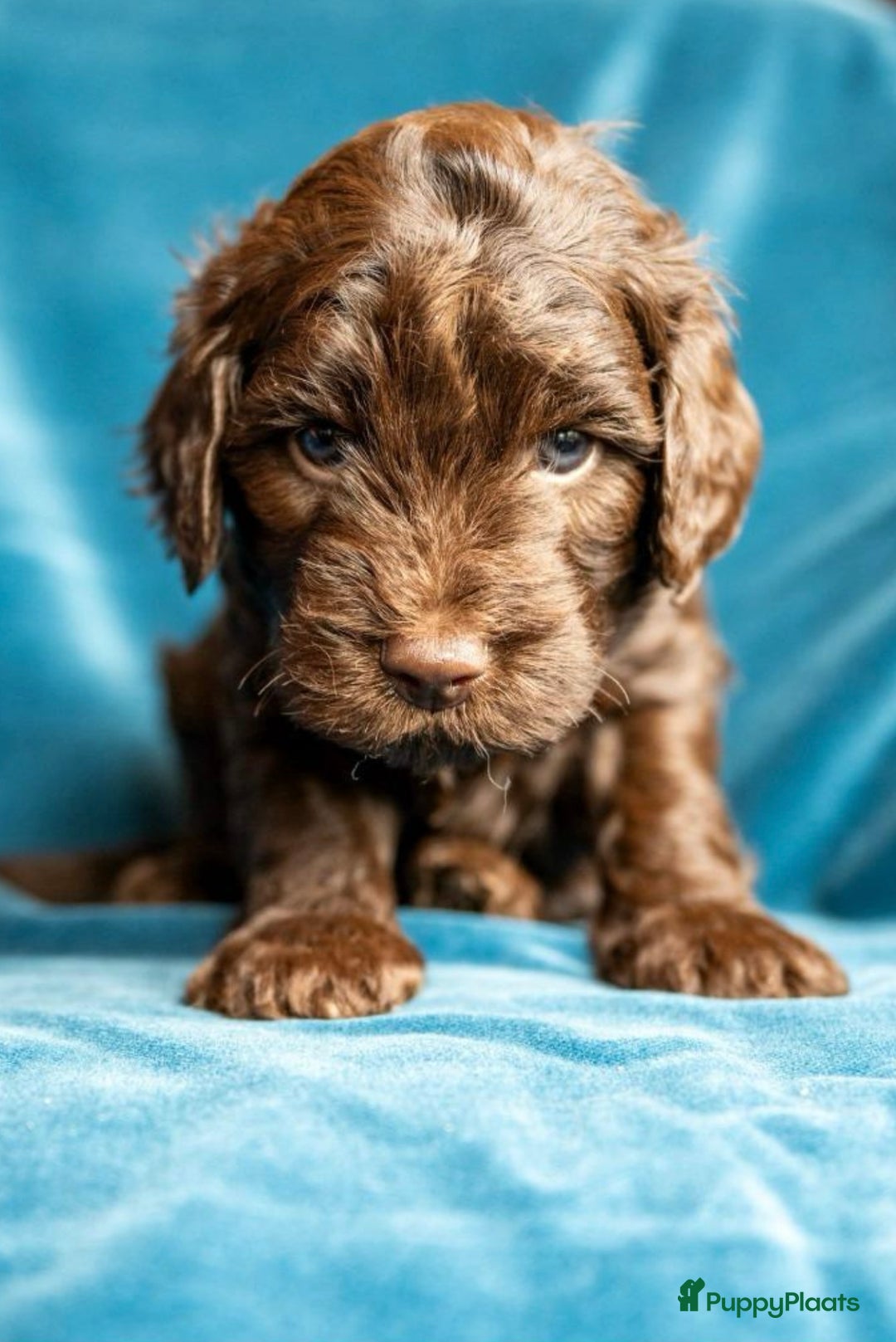 Kruising honden te koop: nestje kruising Waterhond, labradoedel look-a-like - Afbeelding 5