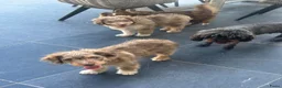 Kruising honden te koop: Mini Aussiedoodle reutjes - Advertentie 2